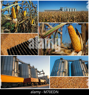 Collage di fotografie che mostrano il granturco mature sulla pannocchia di mais coltivato in campo agricolo pronto per la raccolta e il deposito di grano in silo agricoli Foto Stock
