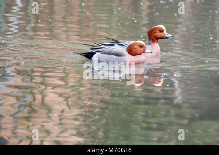 Due testa marrone anatre nuoto Foto Stock