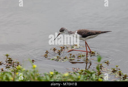 Un immaturo Black-winged Stilt, Himantopus himantopus, alla ricerca di acqua a bordo di un laghetto nel Parco di Kruger NP, Sud Africa Foto Stock