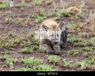 Una sonnolenta Spotted Hyaena, Crocuta crocuta disteso in appoggio, in Kruger NP, Sud Africa. Tre file sul suo naso può essere facilmente rimosso. Foto Stock