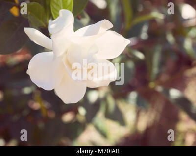 Gardenia jasminoides fiore come noto come Capo di fiori di gelsomino soffiata dal vento nella luce del sole di mattina. color pastello Foto Stock