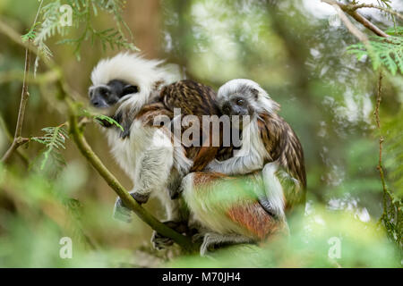 Il cotone top Tamarin famiglia. Donna con bambino su di un ramo di albero Foto Stock