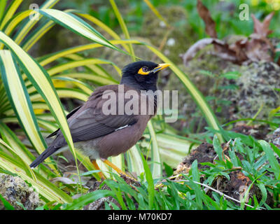 Myna Comune Mynah indiano Acridotheres tristis Foto Stock