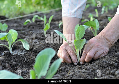 Il giardiniere le mani di piantare una piantina di cavolo nel giardino vegetale Foto Stock