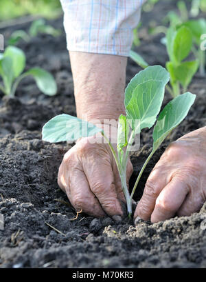Il giardiniere le mani di piantare una piantina di cavolo nel giardino vegetale,composizione verticale Foto Stock