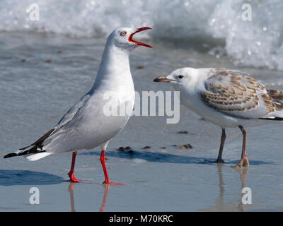 Silver gull Chroicocephalus novaehollandiae ed i bambini sulla spiaggia Foto Stock