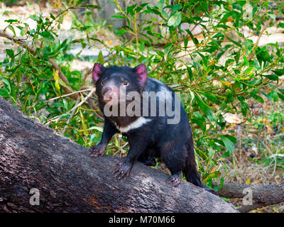 Diavolo della Tasmania Sarcophilus harrisii sull'isola di Tasmania Foto Stock