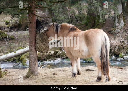 Un bel Pony marrone alimentazione da un sacco di fieno attaccata ad un albero di pino in un parco a Morzine Haute Savoie Portes du Soleil Francia Foto Stock