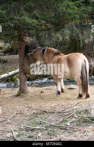 Un bel Pony marrone alimentazione da un sacco di fieno attaccata ad un albero di pino in un parco a Morzine Haute Savoie Portes du Soleil Francia Foto Stock