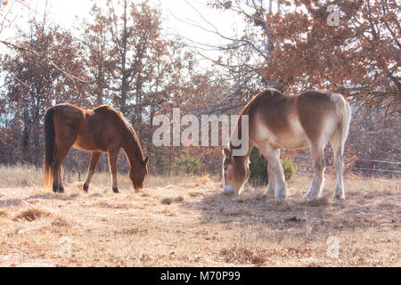 Due cavalli mangia fieno nel soleggiato pascolo invernale Foto Stock