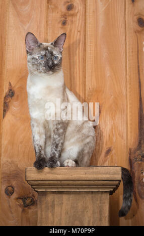 Grazioso e piccolo punto tortie gatto siamese gatto seduto in cima a un post Foto Stock