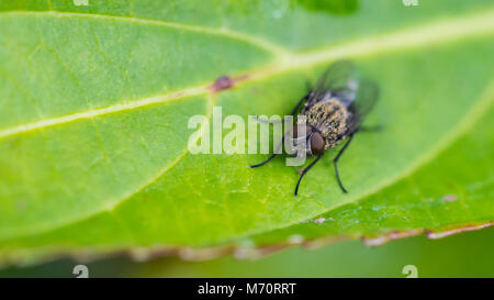 Una macro shot di una mosca seduto su una foglia verde. Foto Stock