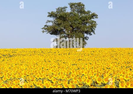 Unico albero verde sullo skyline al di sopra di un campo di colore giallo brillante o girasole Helianthus annuus, in inizio di mattina di luce. Foto Stock