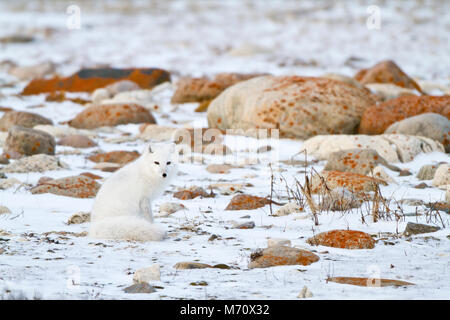 01863-01520 Arctic Fox (Alopex lagopus) Churchill Wildlife Management Area, Churchill, MB Foto Stock
