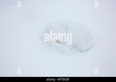 01863-01609 Arctic Fox (Alopex lagopus) avvolto a ricciolo in inverno Churchil Wildlife Management Area Churchill, MB Foto Stock