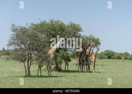 Curioso mandria di Maasai giraffe da un albero di acacia, Grumeti Game Reserve, Serengeti, Tanzania Foto Stock