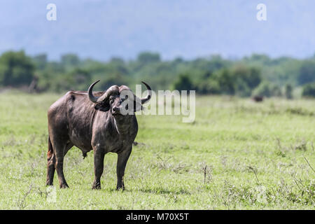 Fly-promontorio coperto buffalo (Syncerus caffer) all'inizio della stagione delle piogge, Grumeti Game Reserve, Tanzania Foto Stock