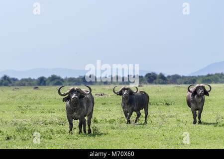 Lotta o volo, avviso Cape buffalo sulla savana, Grumeti Game Reserve, Serengeti, Tanzania Foto Stock
