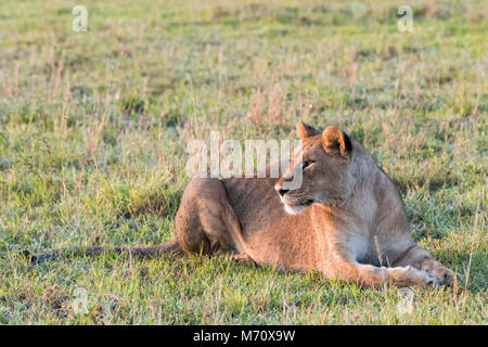 Leonessa sul nuovo erbe della savana all'inizio della stagione delle piogge, Grumeti Game Reserve, Serengeti, Tanzania Foto Stock