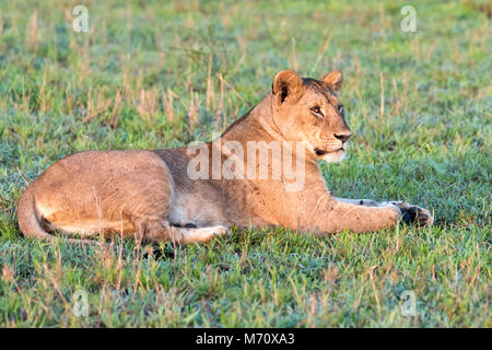 Leonessa rilassante a sunrise, Grumeti Game Reserve, Serengeti, Tanzania Foto Stock