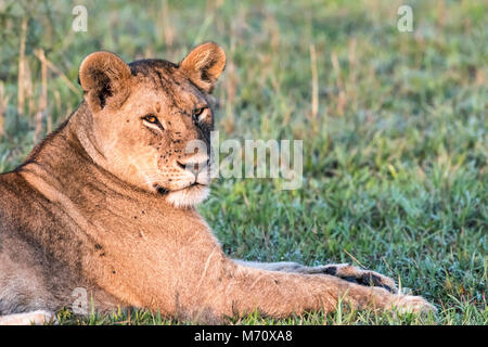 Leonessa a sunrise con mosche, Grumeti Game Reserve, Serengeti, Tanzania Foto Stock