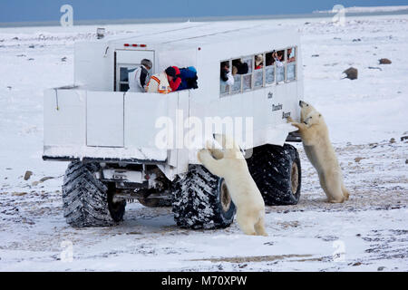 01874-11115 orsi polari (Ursus maritimus) vicino la Tundra Buggy, Churchill, MB Foto Stock