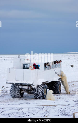 01874-11211 orsi polari (Ursus maritimus) vicino la Tundra Buggy, Churchill, MB Foto Stock