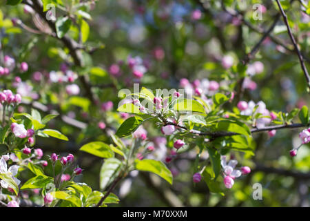 Rosa e Bianco Apple Blossom Foto Stock