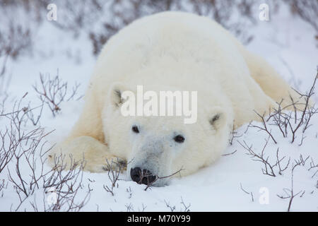 01874-13919 orso polare (Ursus maritimus) sdraiato in Churchill Wildlife Management Area, Churchill, MB Canada Foto Stock