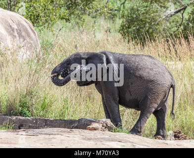 Un giovane elefante africano Loxodonta africana, spruzzatura stesso con acqua da una man-made in piscina a Kruger NP, Sud Africa Foto Stock