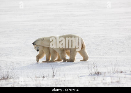 01874-14311 orsi polari (Ursus maritimus) femmina e cub in Churchill Wildlife Management Area, Churchill, MB Canada Foto Stock