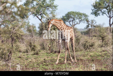 Un Southern Giraffe, (aka South African Giraffe, aka due-cornuto Giraffe, Giraffa giraffa o Giraffa giraffa cameloporadlis) la caduta di ossa che ha Foto Stock