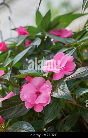 Close up della fioritura di colore rosa o rosso impatiens noto anche come jewelweed, touch-me-non, snapweed, o la pazienza, nella balsaminaceae o balsamo di famiglia. Foto Stock