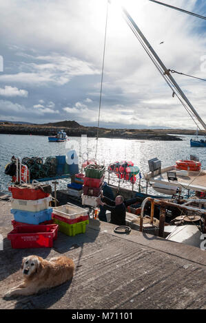 Burtonport, County Donegal, Irlanda. Il 7 marzo 2018. Granchi sono scaricate da una fascia costiera di pesca in barca sul Quayside. La stagione è iniziata dopo l'inverno e le recenti tempeste. Questa cattura granchio è destinata all' esportazione dall' Irlanda. Credito: Richard Wayman/Alamy Live News Foto Stock