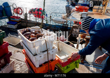 Burtonport, County Donegal, Irlanda. Il 7 marzo 2018. Granchi sono scaricate da una fascia costiera di pesca in barca sul Quayside. La stagione è iniziata dopo l'inverno e le recenti tempeste. Questa cattura granchio è destinata all' esportazione dall' Irlanda. Credito: Richard Wayman/Alamy Live News Foto Stock