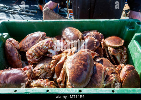 Burtonport, County Donegal, Irlanda. Il 7 marzo 2018. Granchi sono scaricate da una fascia costiera di pesca in barca sul Quayside. La stagione è iniziata dopo l'inverno e le recenti tempeste. Questa cattura granchio è destinata all' esportazione dall' Irlanda. Credito: Richard Wayman/Alamy Live News Foto Stock