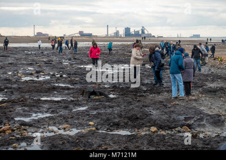 Redcar Cleveland North Yorkshire 7 marzo 2018, recenti tempeste sulla costa orientale hanno strofinato con ampie aree di sabbia da Redcar beach. Normalmente coperto di sabbia in una grande area di legno fossile da alberi risalenti all'era glaciale è stato esposto e ha attirato folle di persone interessate alla spiaggia per vedere i resti storici della foresta e i relitti del legno e di navi da pesca. Credito: Pietro Giordano NE/Alamy Live News Foto Stock