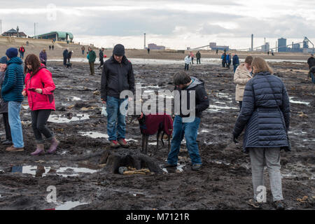 Redcar Cleveland North Yorkshire 7 marzo 2018, recenti tempeste sulla costa orientale hanno strofinato con ampie aree di sabbia da Redcar beach. Normalmente coperto di sabbia in una grande area di legno fossile da alberi risalenti all'era glaciale è stato esposto e ha attirato folle di persone interessate alla spiaggia per vedere i resti storici della foresta e i relitti del legno e di navi da pesca. Credito: Pietro Giordano NE/Alamy Live News Foto Stock