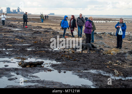 Redcar Cleveland North Yorkshire 7 marzo 2018, recenti tempeste sulla costa orientale hanno strofinato con ampie aree di sabbia da Redcar beach. Normalmente coperto di sabbia in una grande area di legno fossile da alberi risalenti all'era glaciale è stato esposto e ha attirato folle di persone interessate alla spiaggia per vedere i resti storici della foresta e i relitti del legno e di navi da pesca. Credito: Pietro Giordano NE/Alamy Live News Foto Stock