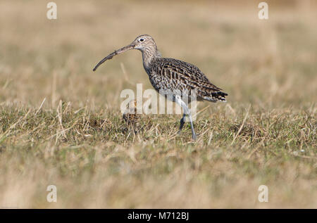 La scheggiatura, Preston, Regno Unito. Il 7 marzo 2018. Un segno di primavera. Un curlew e la sua alimentazione chick nei campi vicino a Chipping, Preston, Lancashire. Credito: John Eveson/Alamy Live News Foto Stock