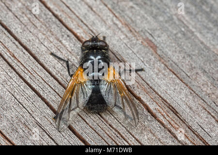 Un mezzogiorno Fly - Mesembrina meridiana - seduto su un palo di legno. Foto Stock