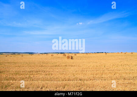 Paglierino dorato campo di stoppie in autunno Foto Stock