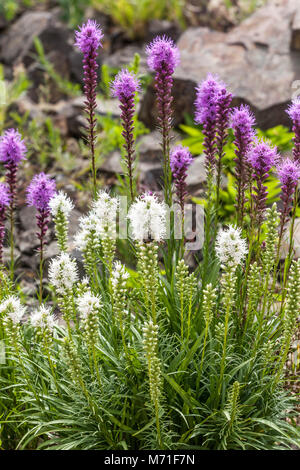 Dense blazing star Liatris spicata Alba, fiore bianco Foto Stock