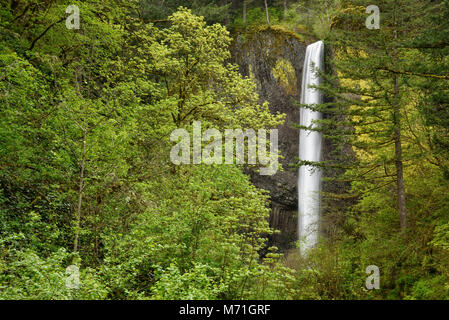 Latourell Falls, Guy Talbot parco statale, Columbia River Gorge, Oregon. Foto Stock