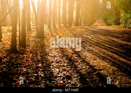 Fine del sole filtrare attraverso gli alberi della foresta di Swinley, Crowthorne,Inghilterra Foto Stock