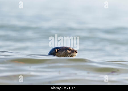 Liscio rivestito di lontra caccia ai pesci in habitat costieri, Singapore Foto Stock