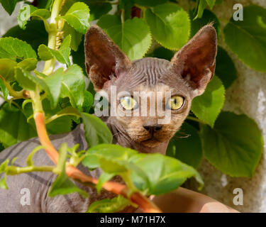 Giovani Devon Rex gatto, cucciolo maschio quasi furless, esterno in una pianta di giardino guardando curiosamente, un simpatico testa frontale verticale con grandi occhi e orecchie Foto Stock