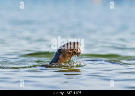 Liscio rivestito di lontra mangiare pesce in habitat costieri, Singapore Foto Stock