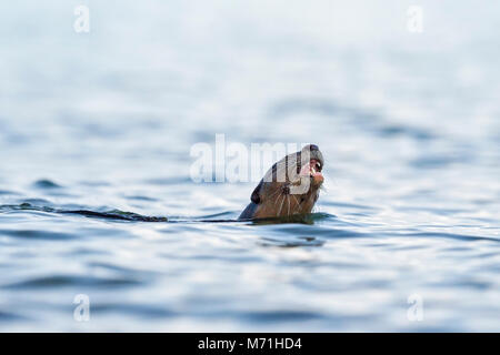 Liscio rivestito di lontra mangiare pesce in habitat costieri, Singapore Foto Stock