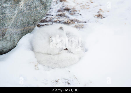 01863-01618 Arctic Fox (Alopex lagopus) in inverno, Churchill Wildlife Management Area, Churchill, MB Foto Stock